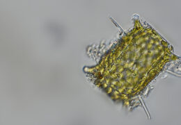 Marine Diatoms and Algae