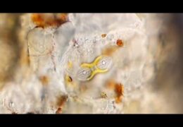 Marine diatom atop a grain of sand