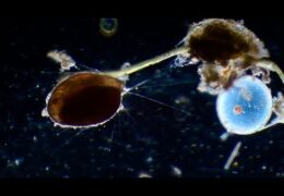 Live Foraminiferas crossing their environment