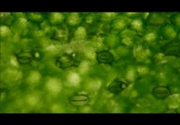 Duckweed Stomata