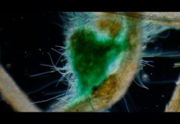 Cyanobacteria Movement through Phototaxis