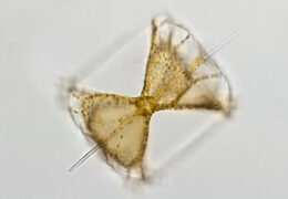 Marine Diatoms from Pranburi