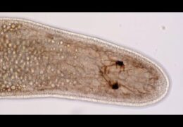 Marine Planarian