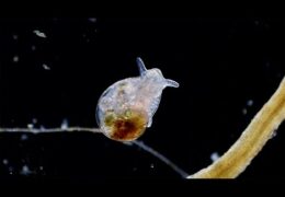 Lymnaeidae – Pond Snails